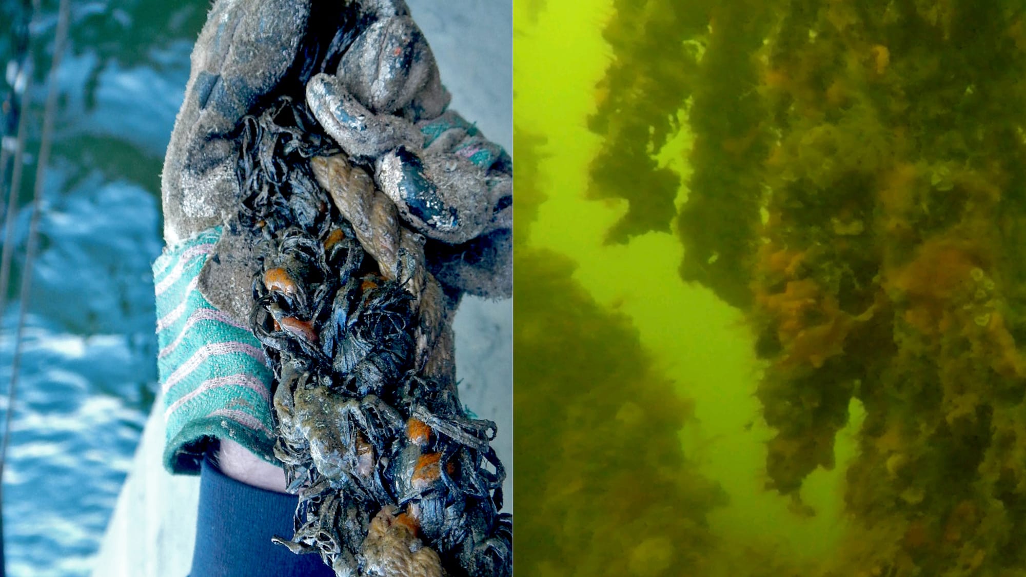 Left: Mussel spat fuzzy rope being installed by SCAPE, Gowanus Bay, NY. Right: View after installation with diverse biomass. © SCAPE Landscape Architecture