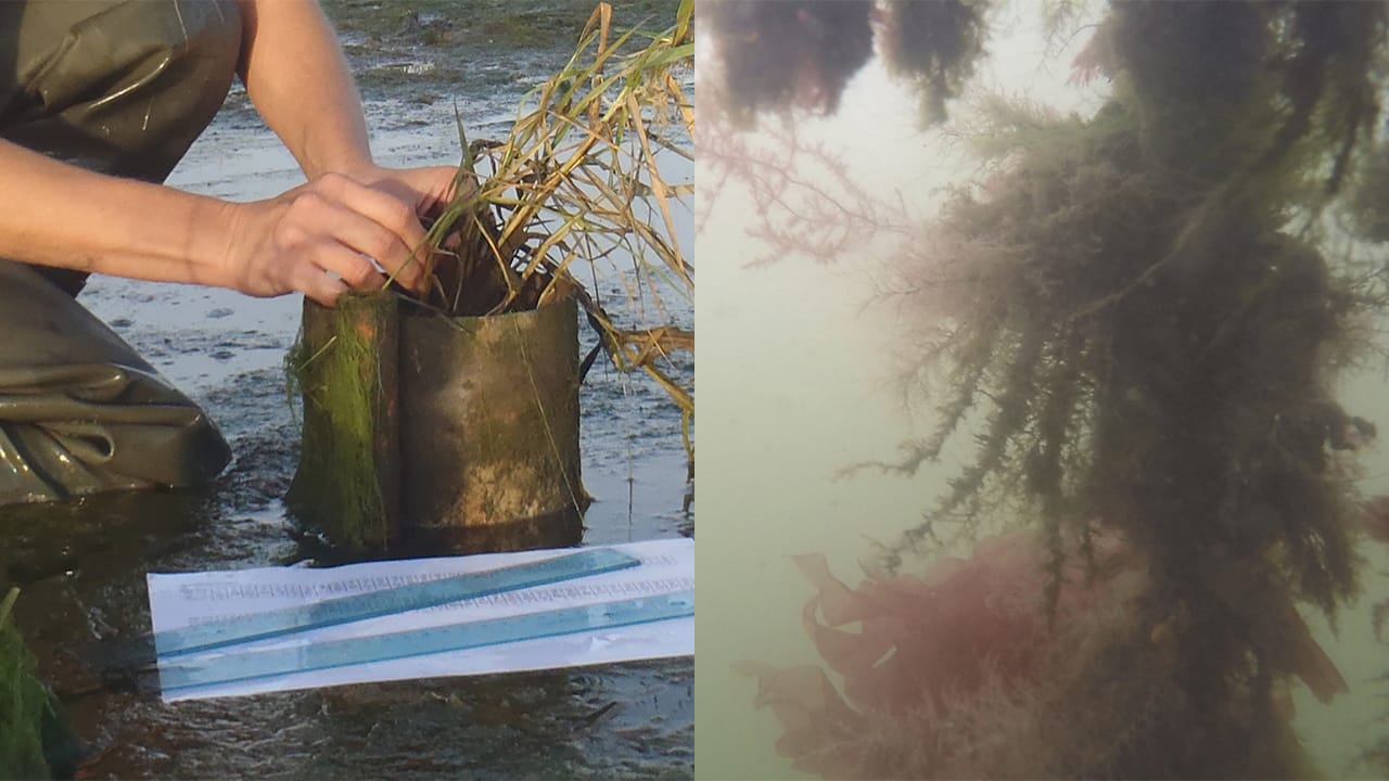 Left: Salt marsh planting unit, Venetian Lagoon, Italy. Right: Marsh planting by ecological citizens. © Joanne Wong Who and SCAPE Landscape Architecture
